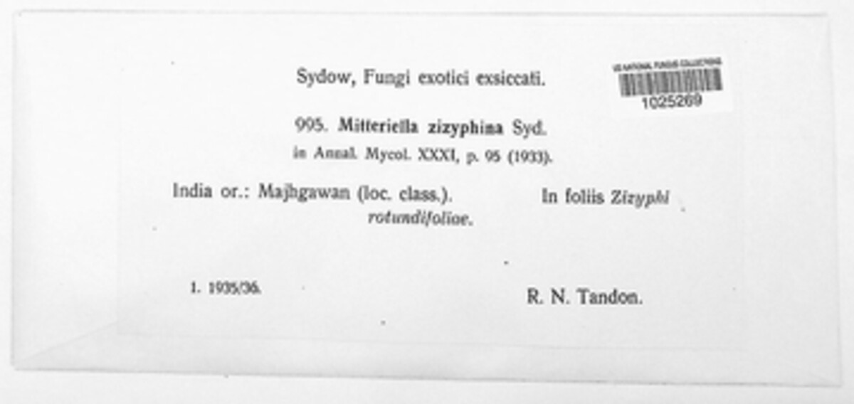 Mitteriella image